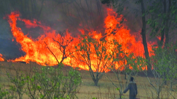 Veld fires have destroyed at least 244 000 hectares of land and forests so far this year